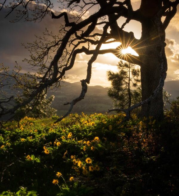 15 Most Beautiful Types of Sunflowers